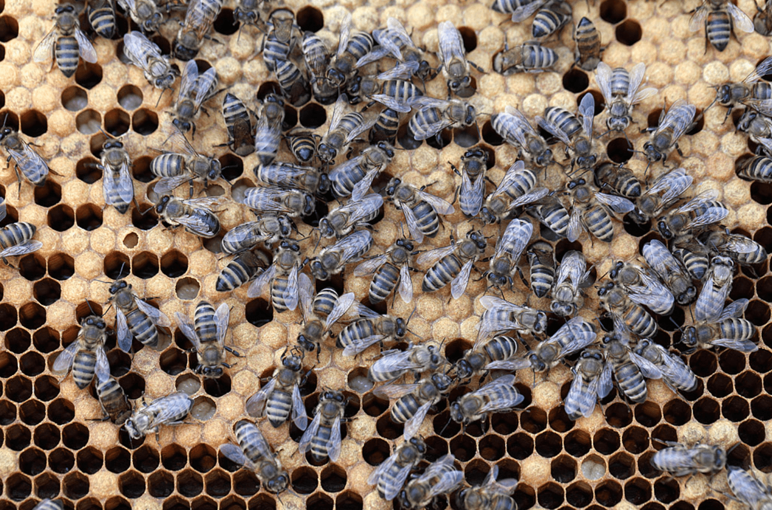 Bienen auf Waben vereinen Familien