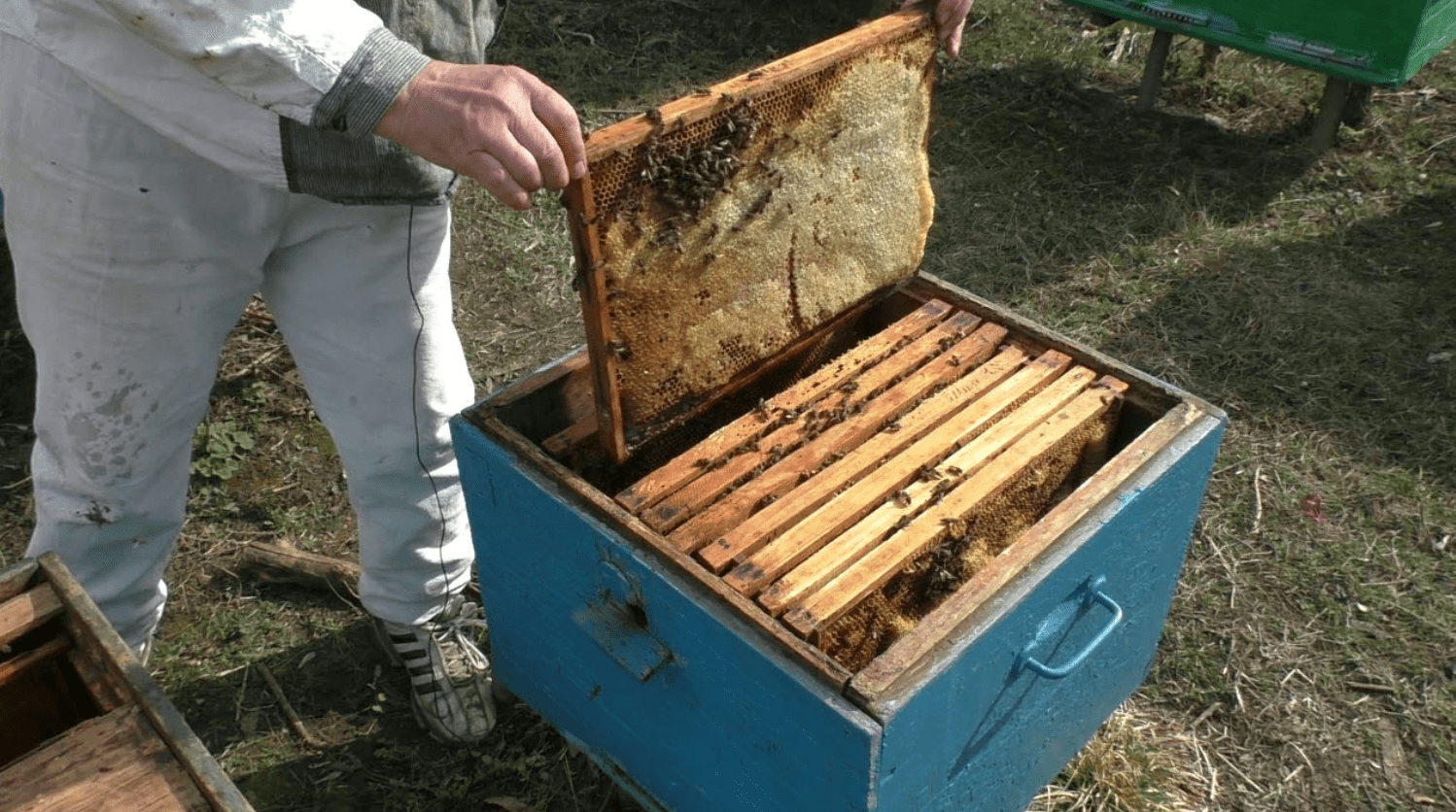 Jak sjednotit včelstva na jaře