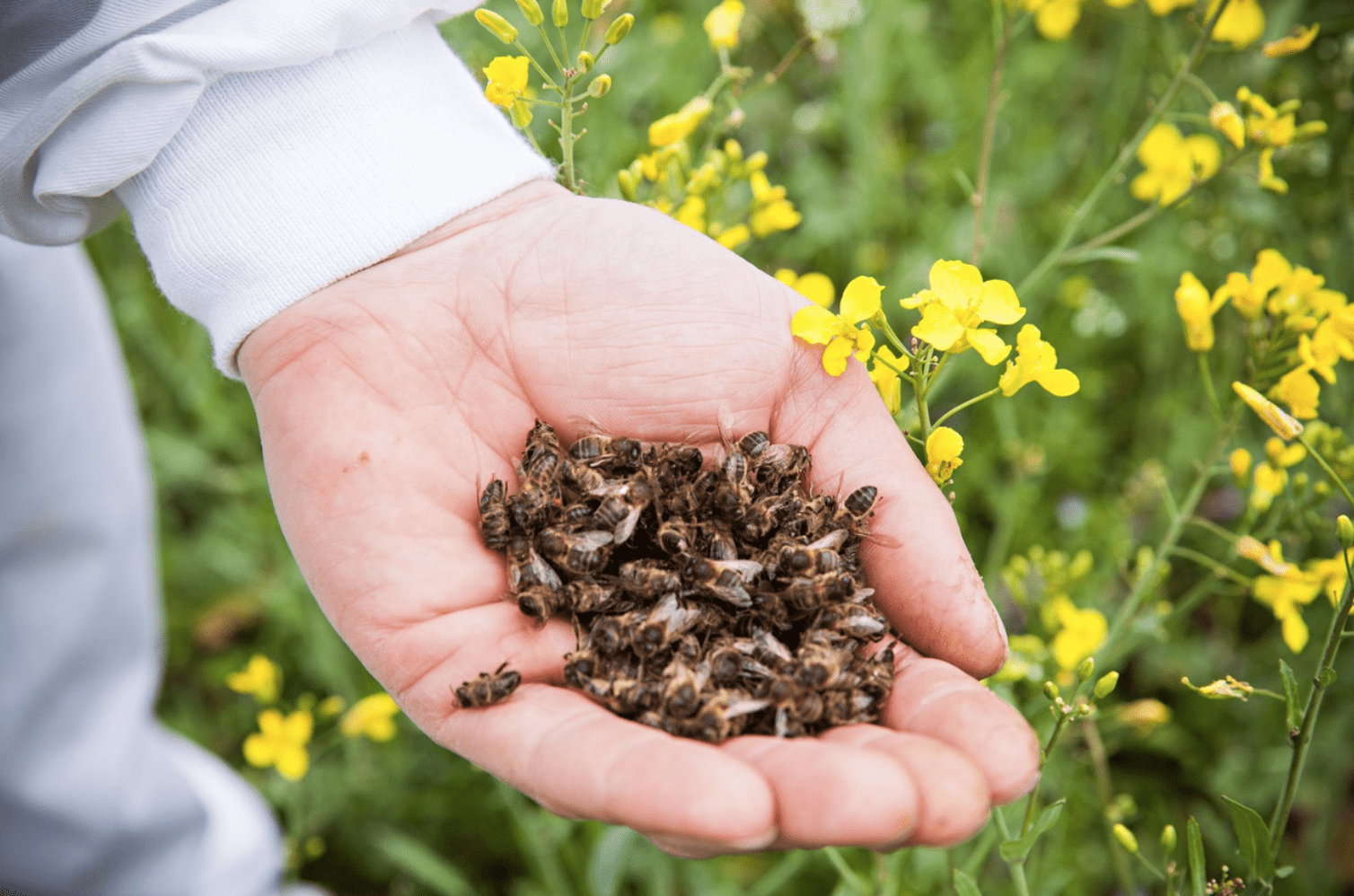 Tote Bienen