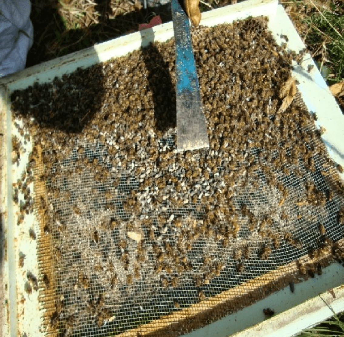 Sběr a příprava mrtvých včel