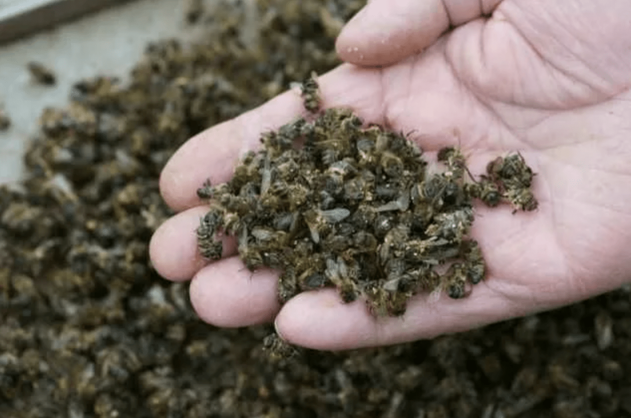 Dead bees in hand