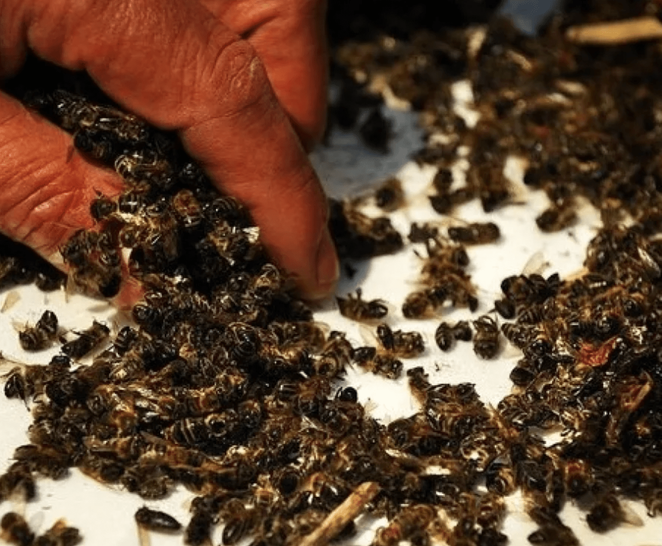 Dead poisoned bees photo