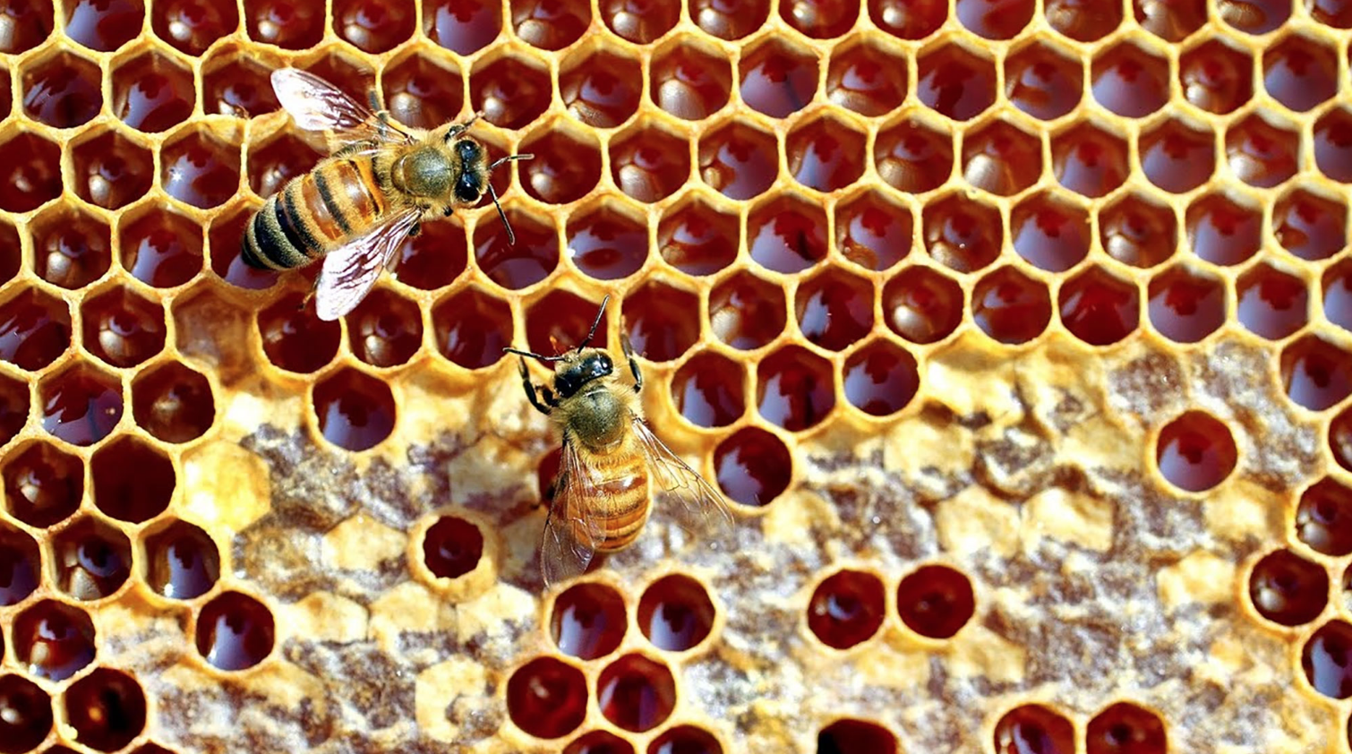 Honey in honeycombs foto