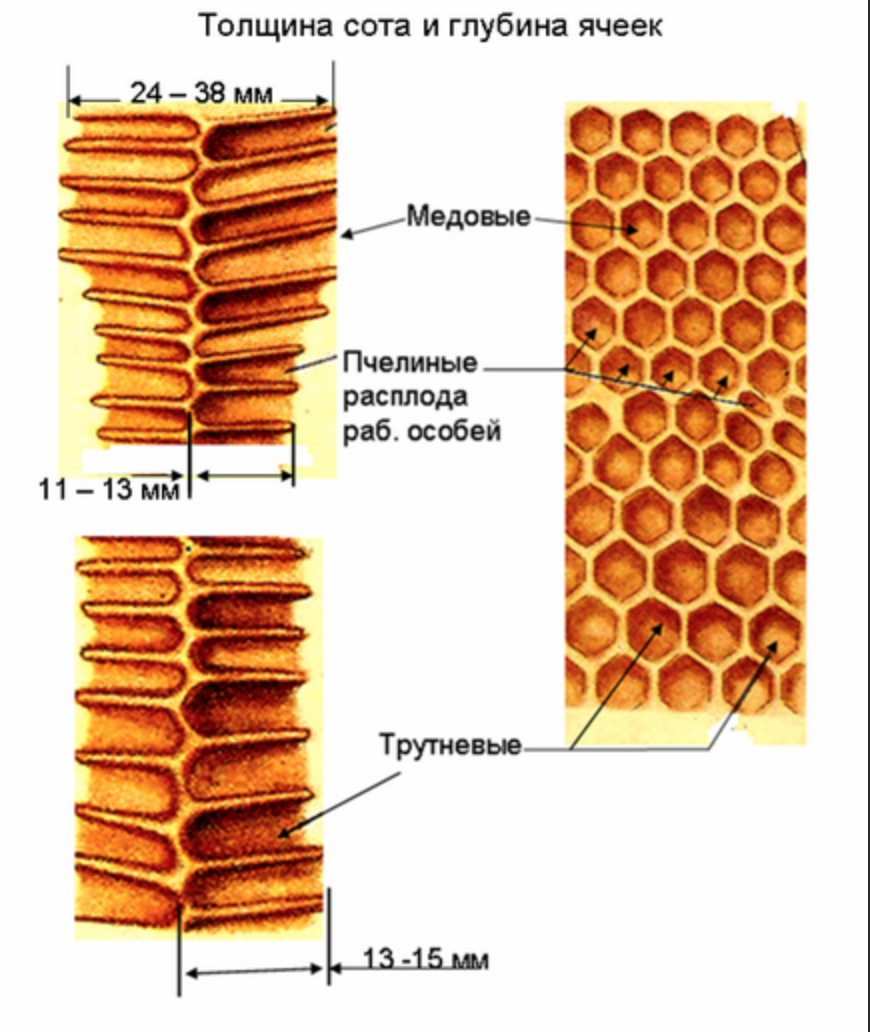 Cell types