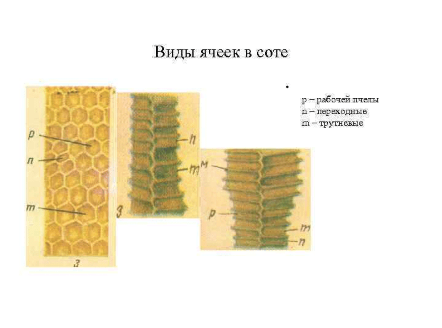 Typy včelích buněk
