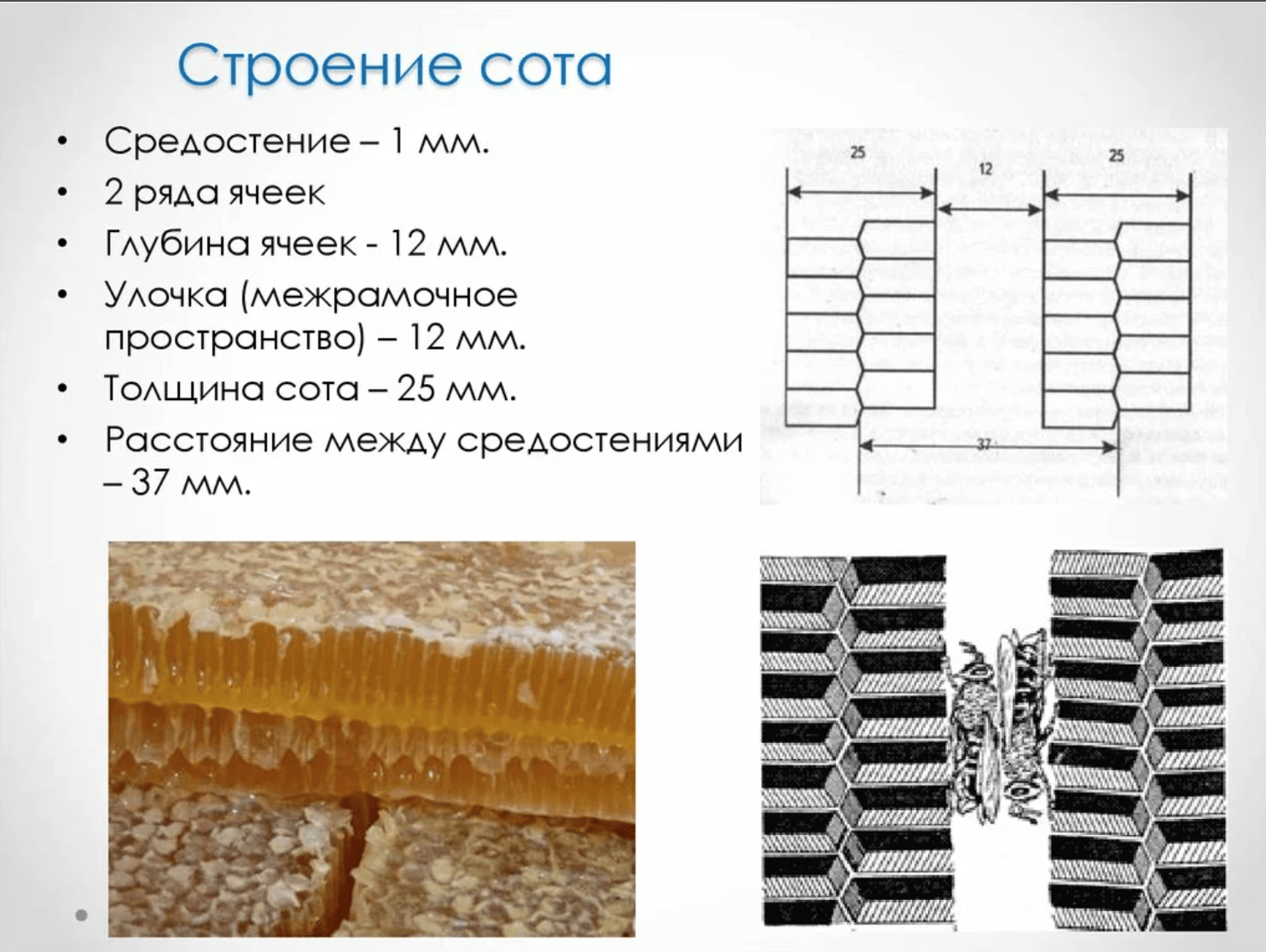 Estructura de panal