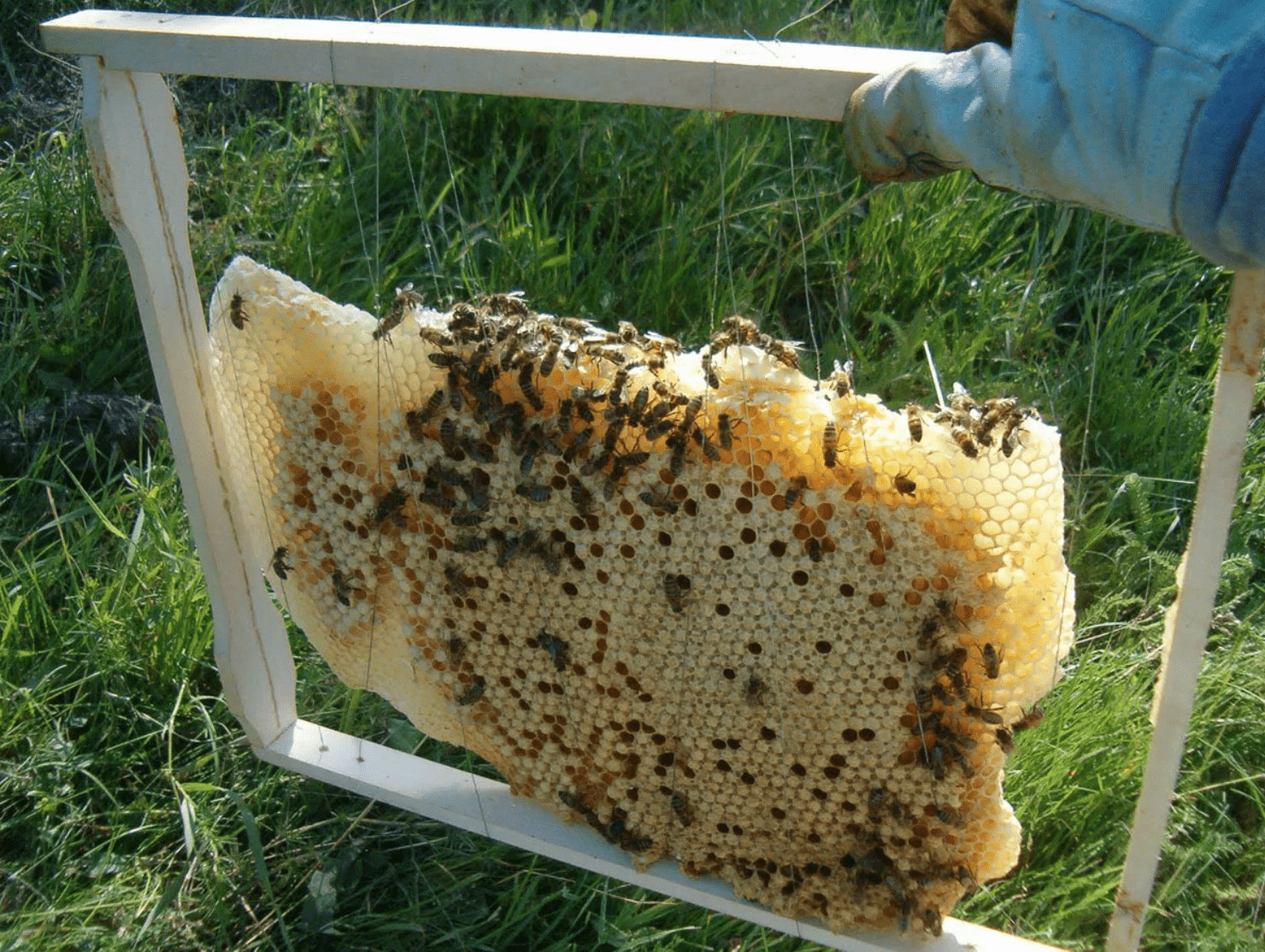 Bienenwabe