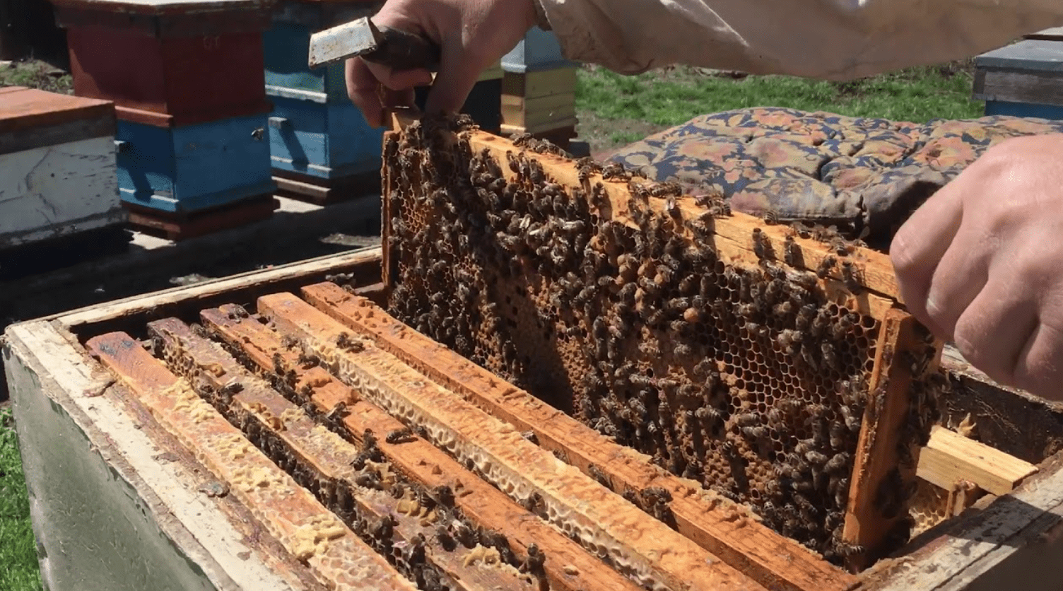 Bees at honey collection