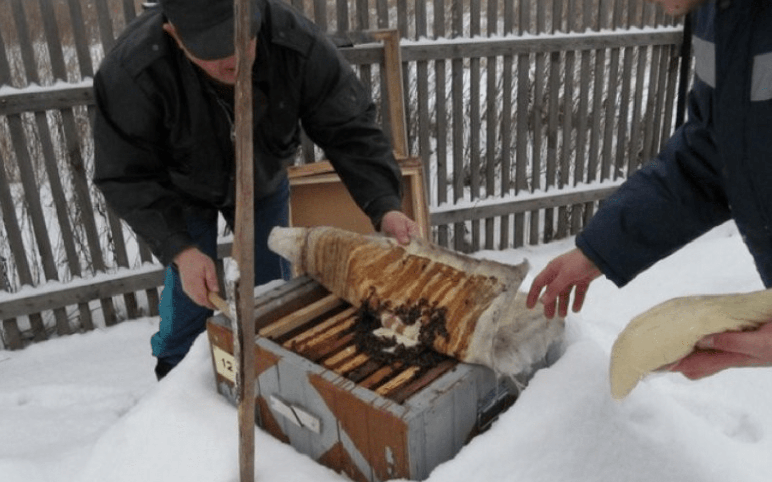 Bienen draußen im Winter