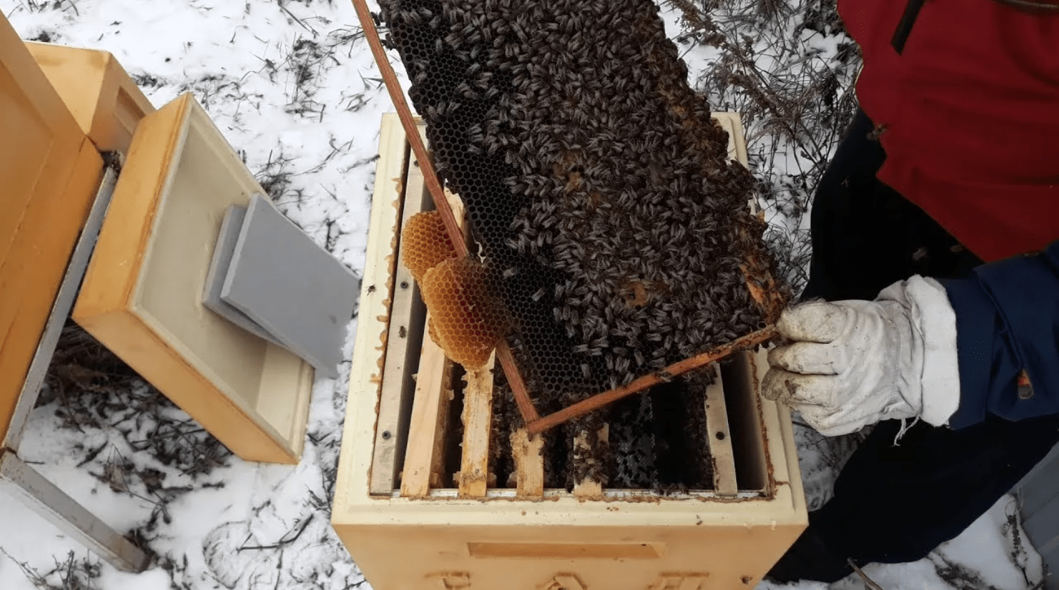 Preparing hives for wintering