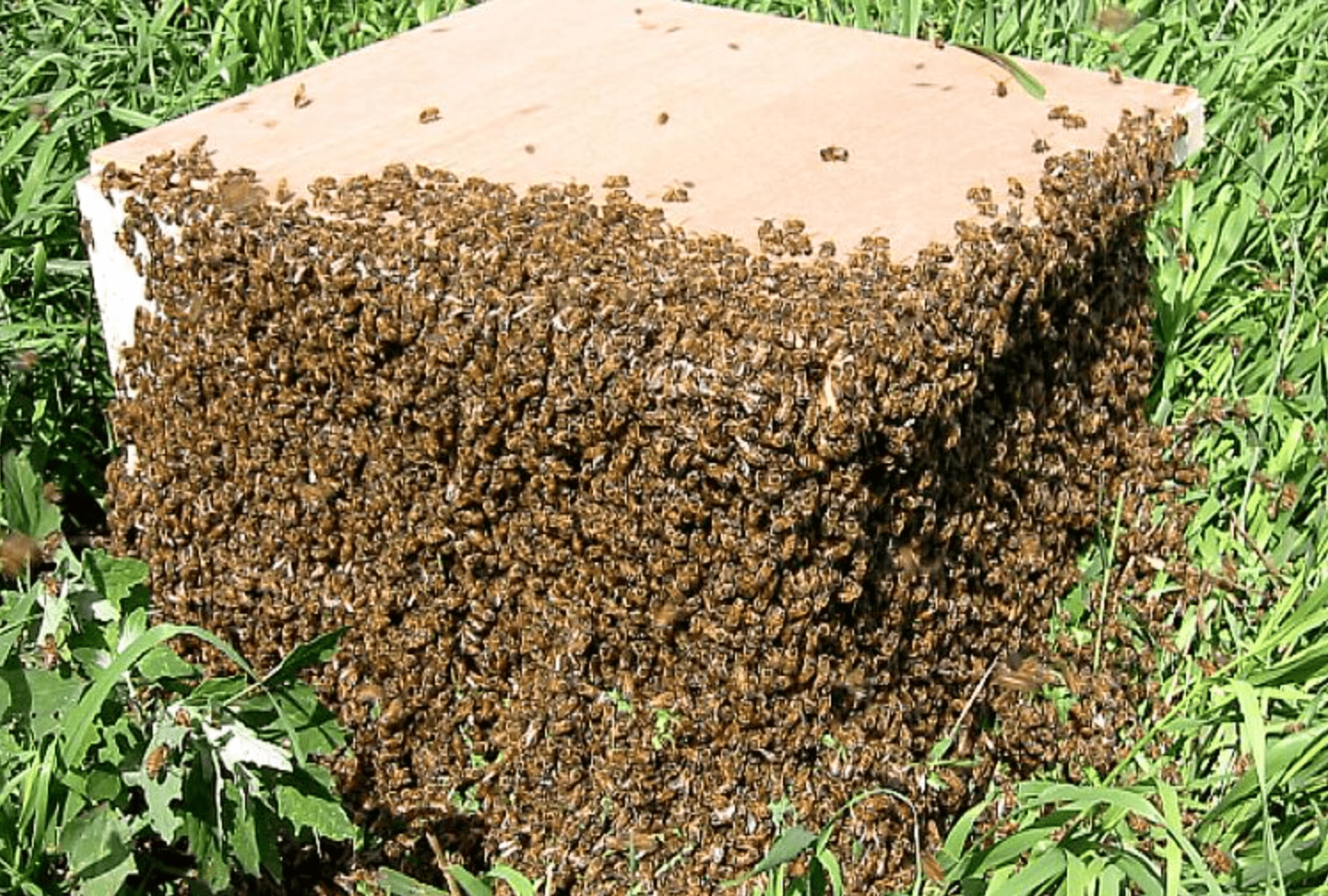 Alerta de enxame de abelhas