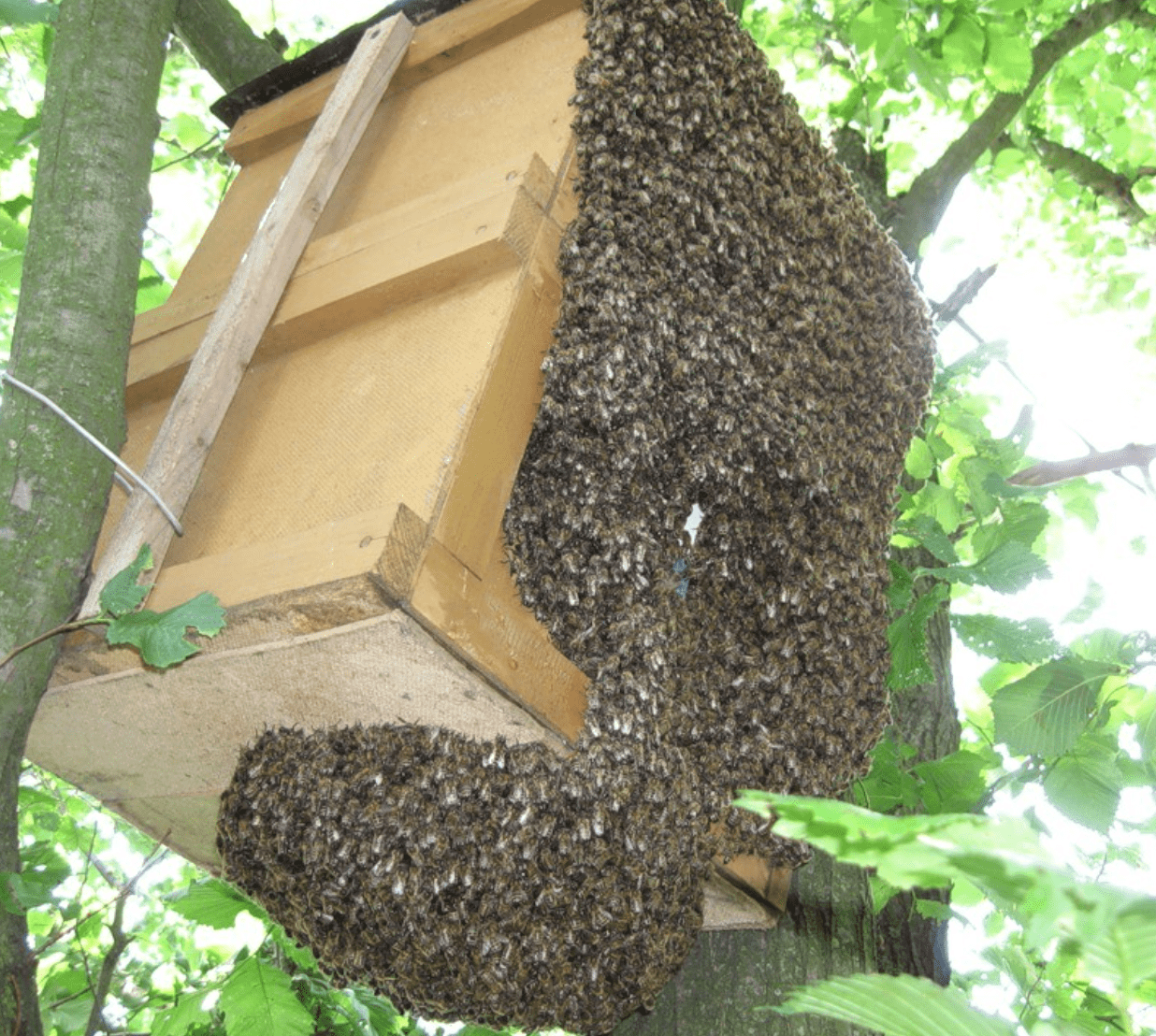 Trampa para abejas