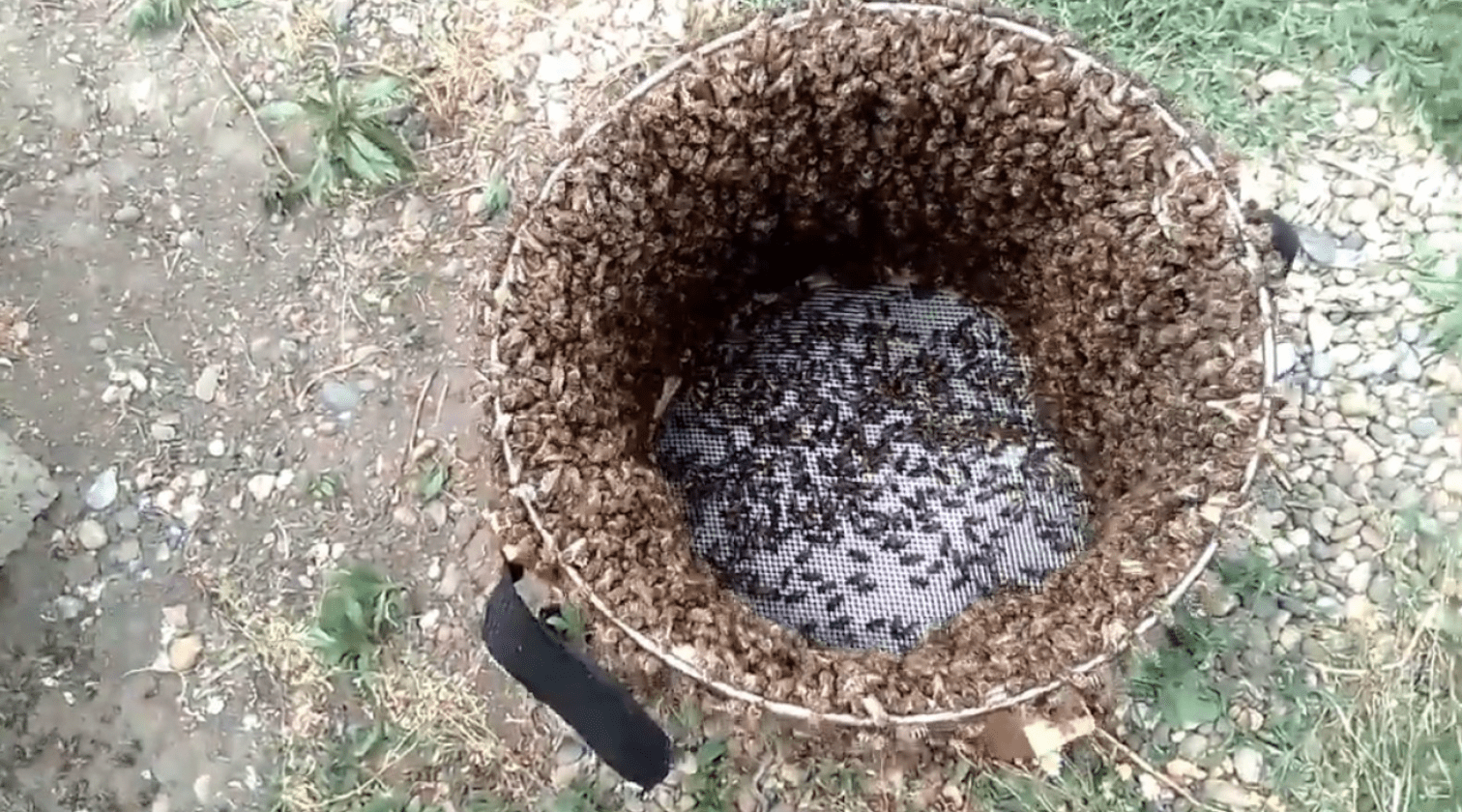 Artificial swarming of bees