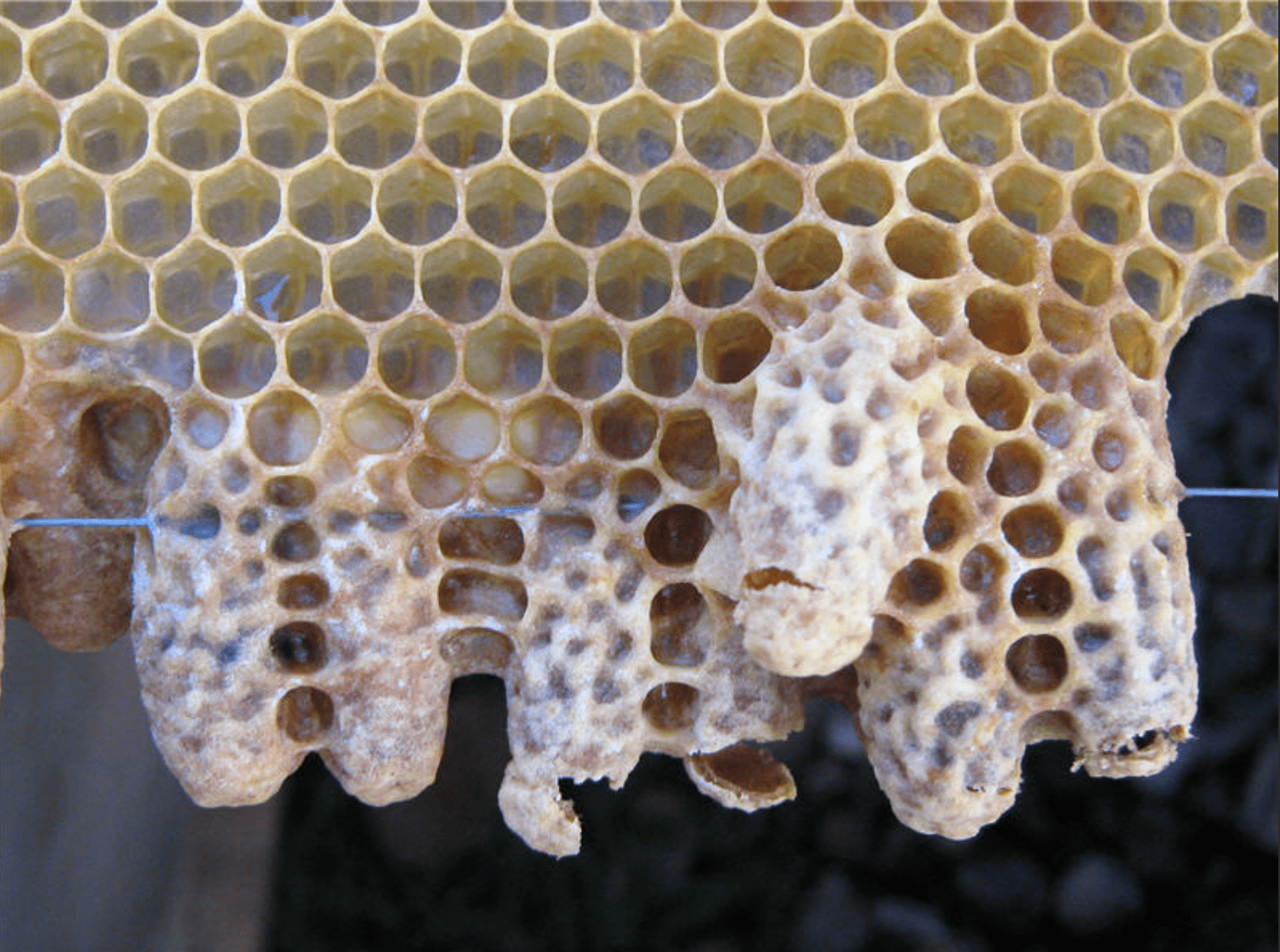 Fistulas karalienes šūna 