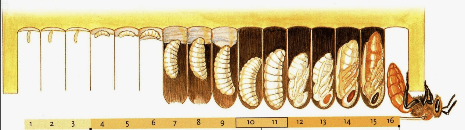 Etapas del desarrollo de las células reina.