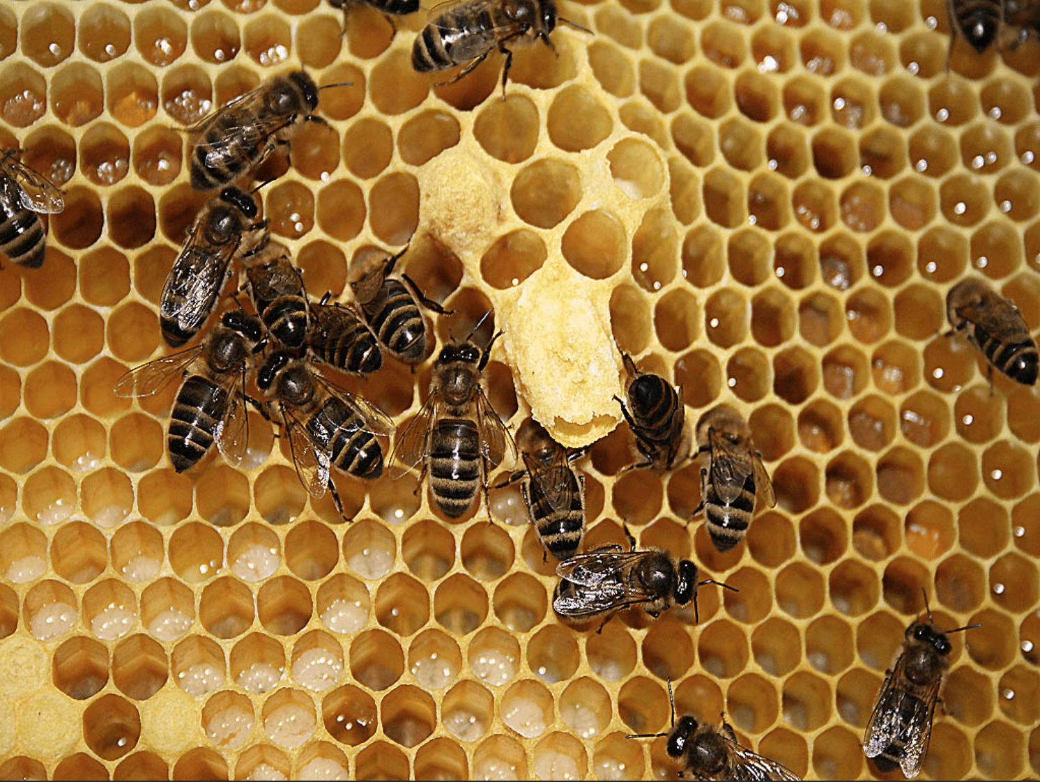 abejas reinas 