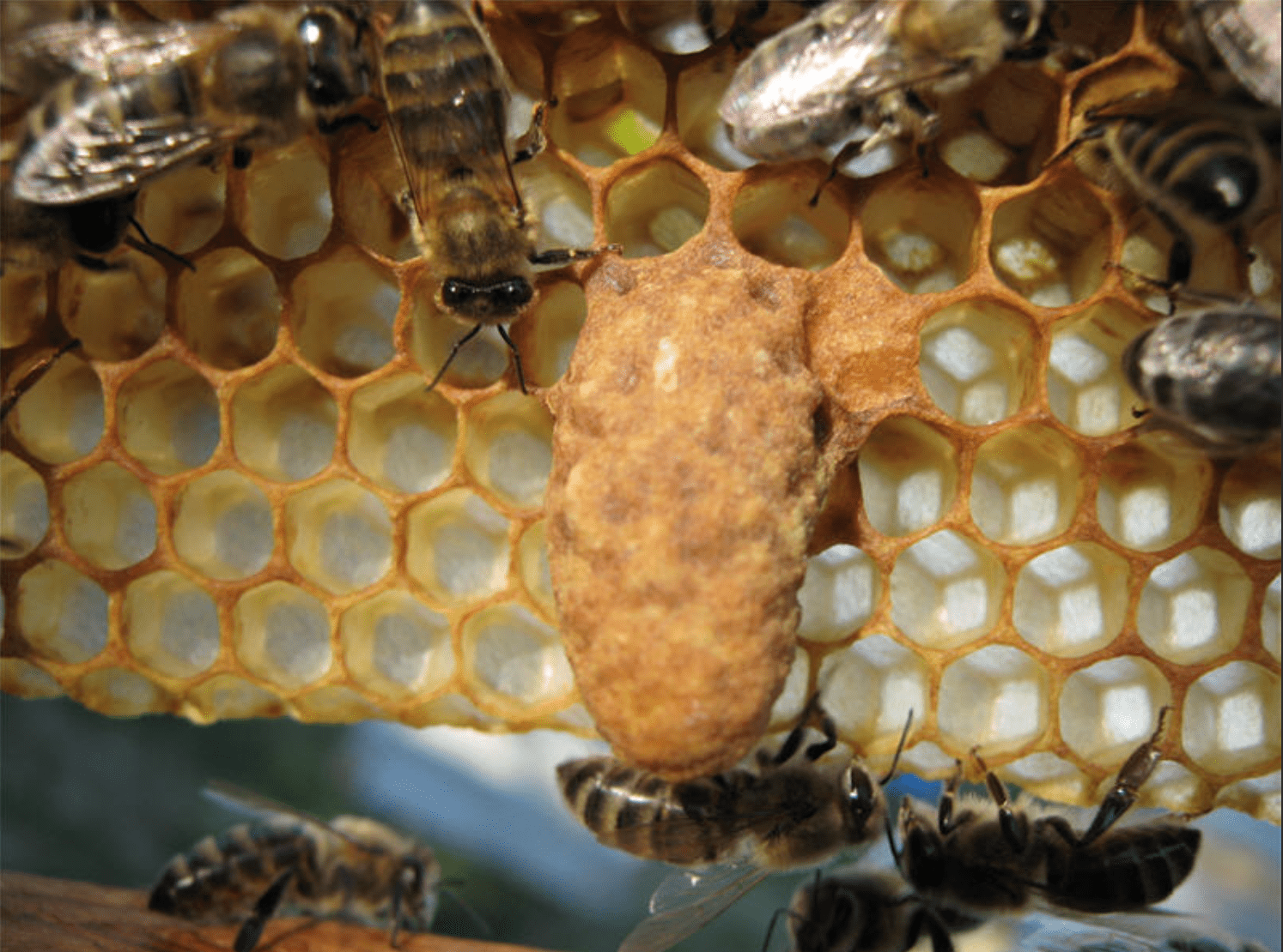 Foto de abejas reinas