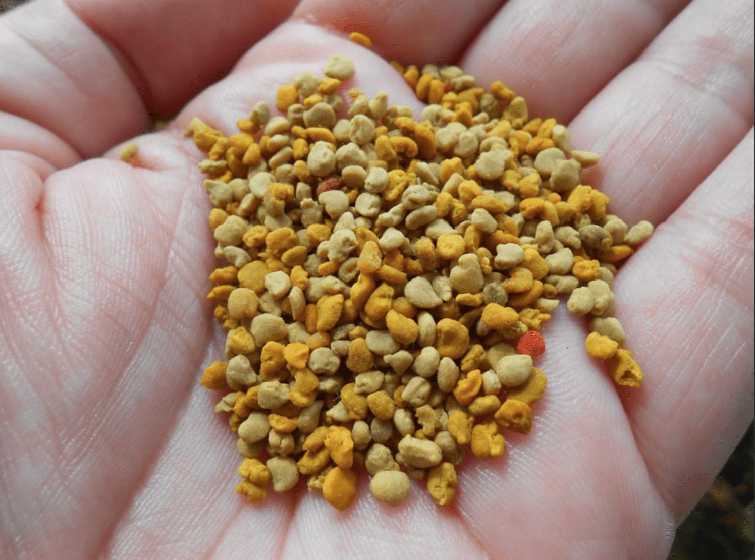 bee pollen sa kamay