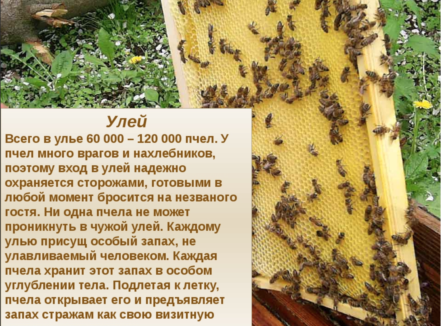 Kolik včel je v úlu 