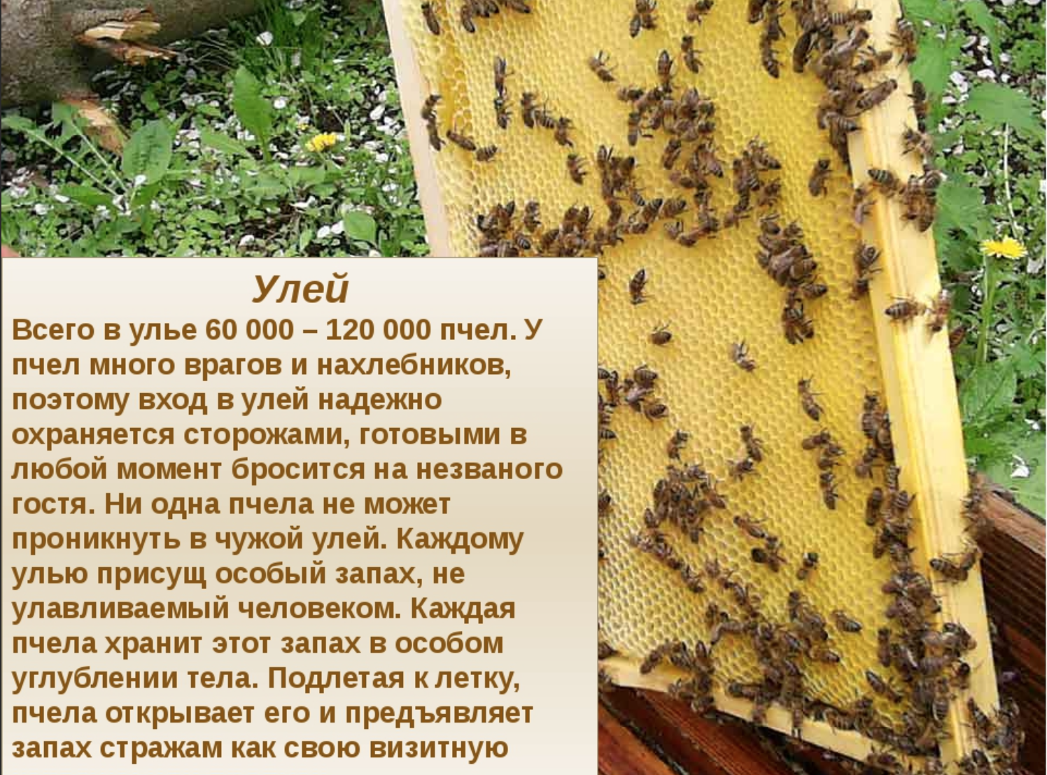 How many bees are in the hive 