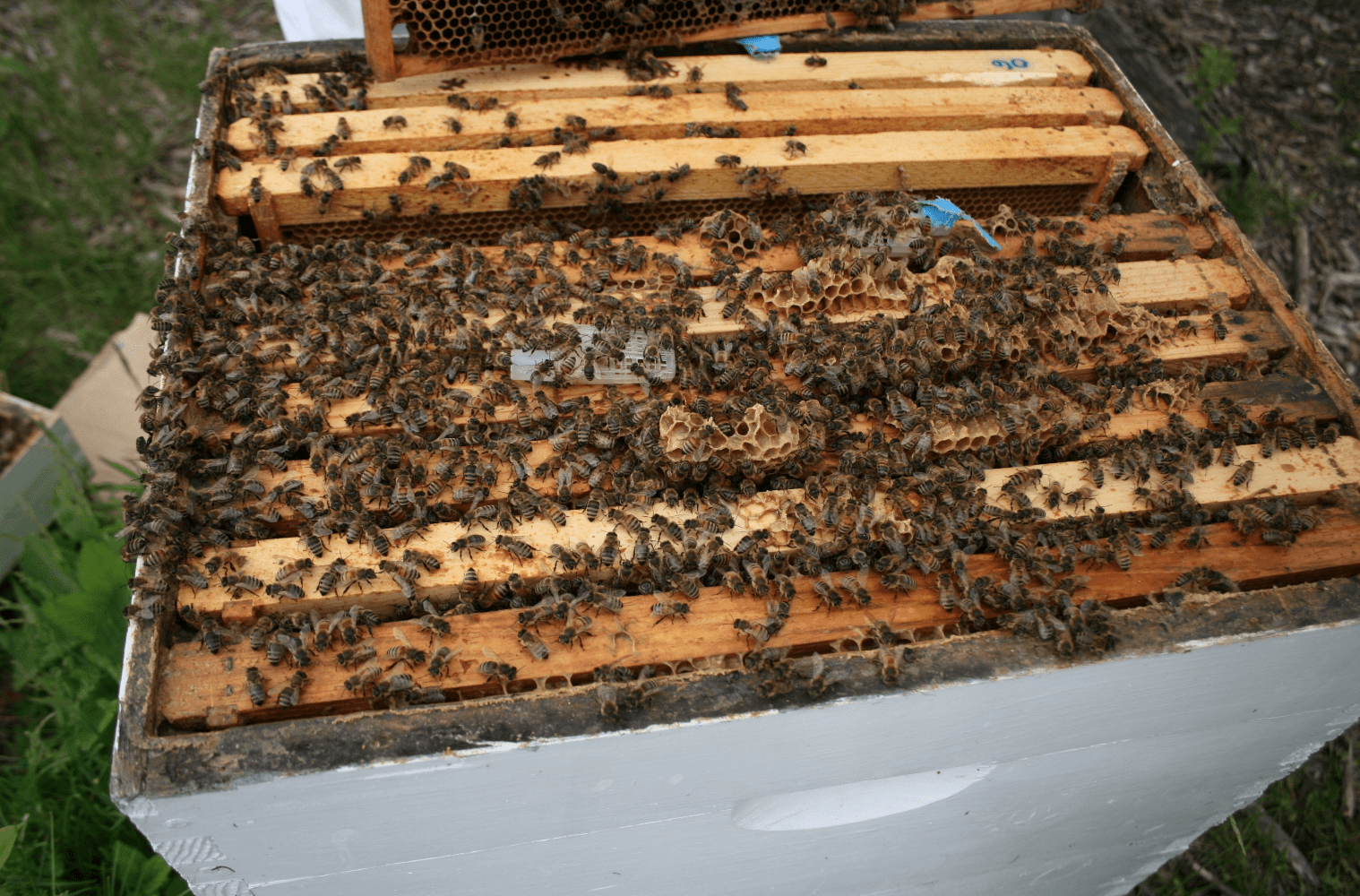 Bienen im Bienenstock