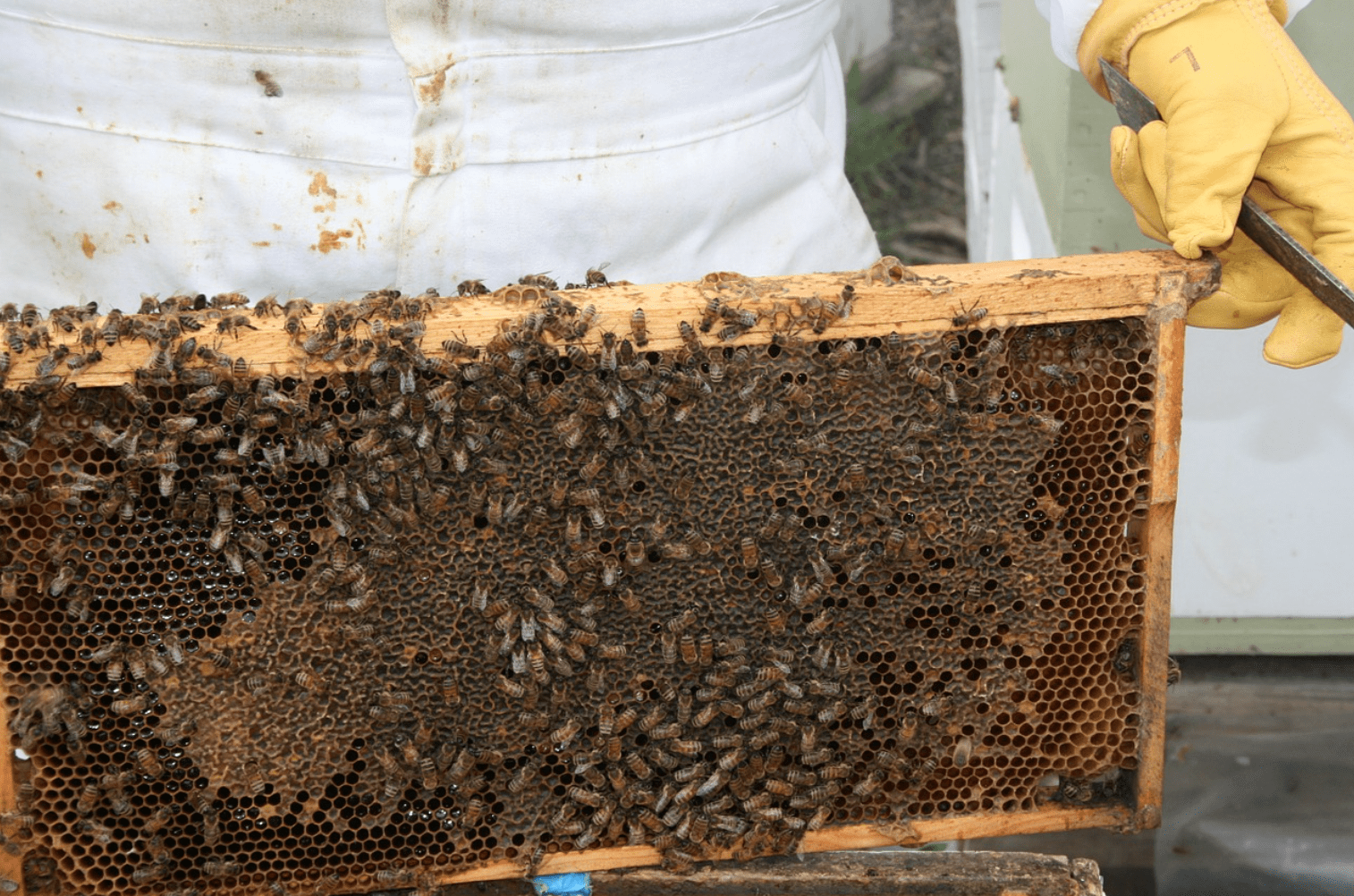 Beekeeping 