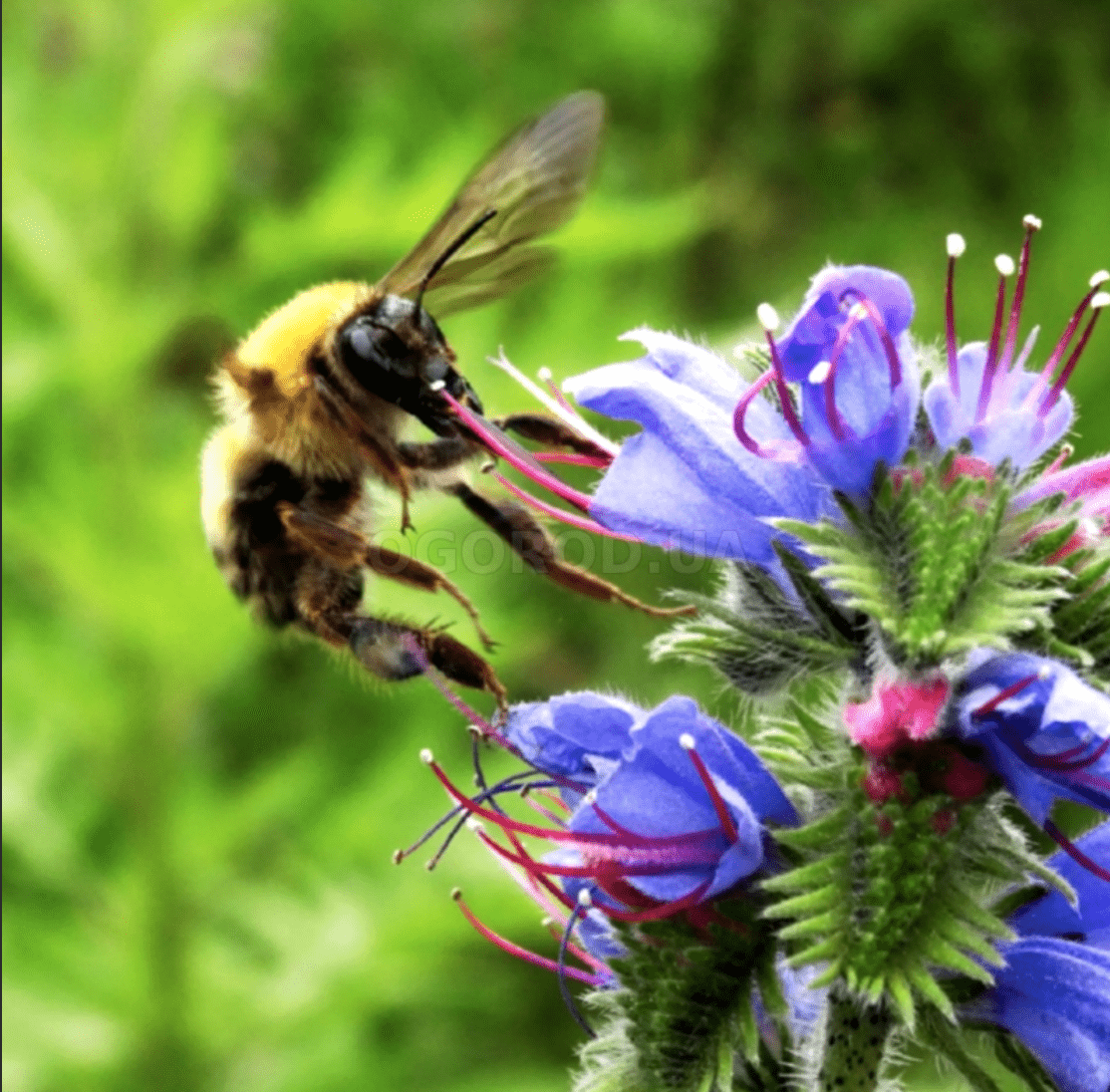 Modřina Honey rostlina sbírající pyl 
