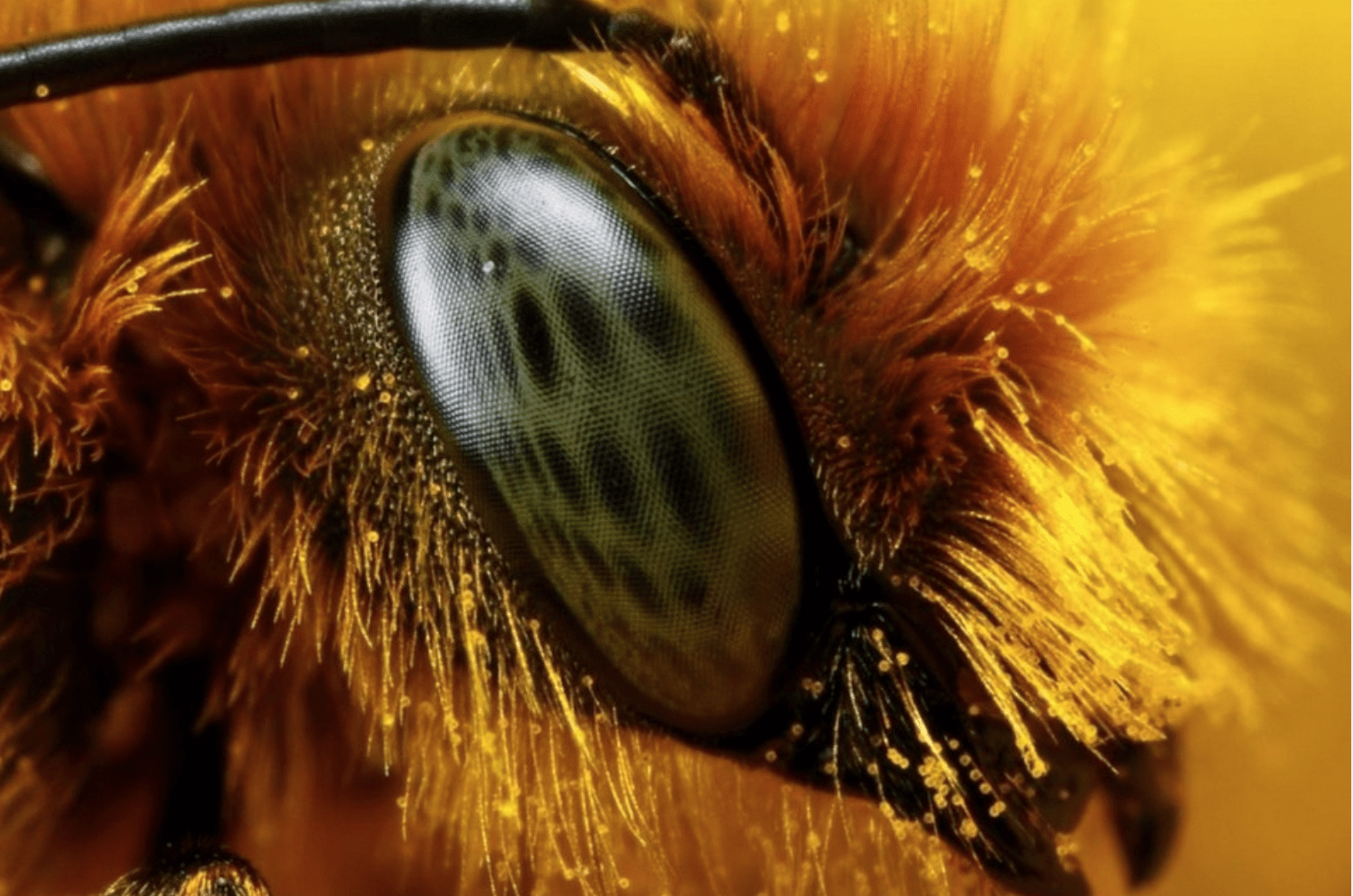 Včelí oči