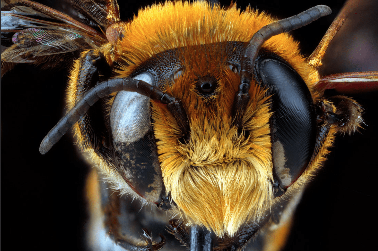 Fotografie včelích očí