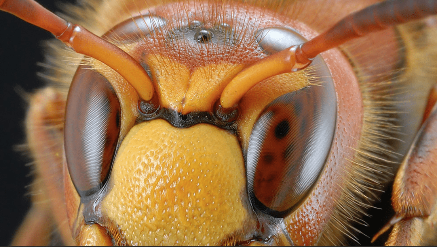 Včelí oči zblízka 
