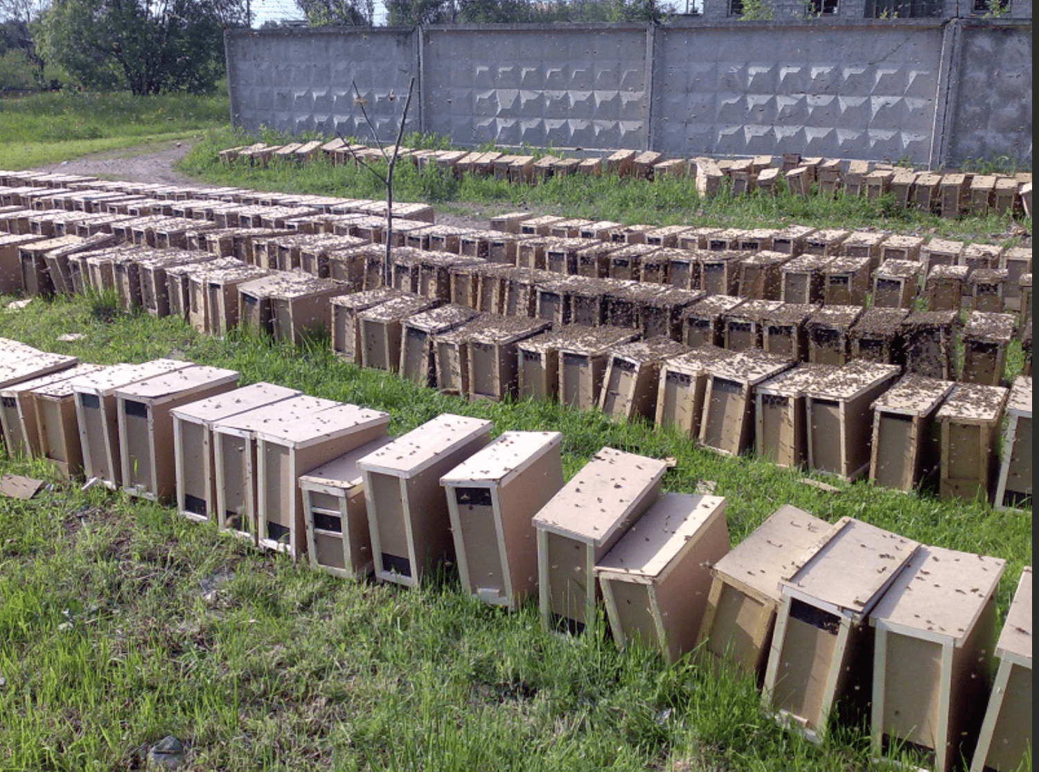 Foto von Bienenpaketen