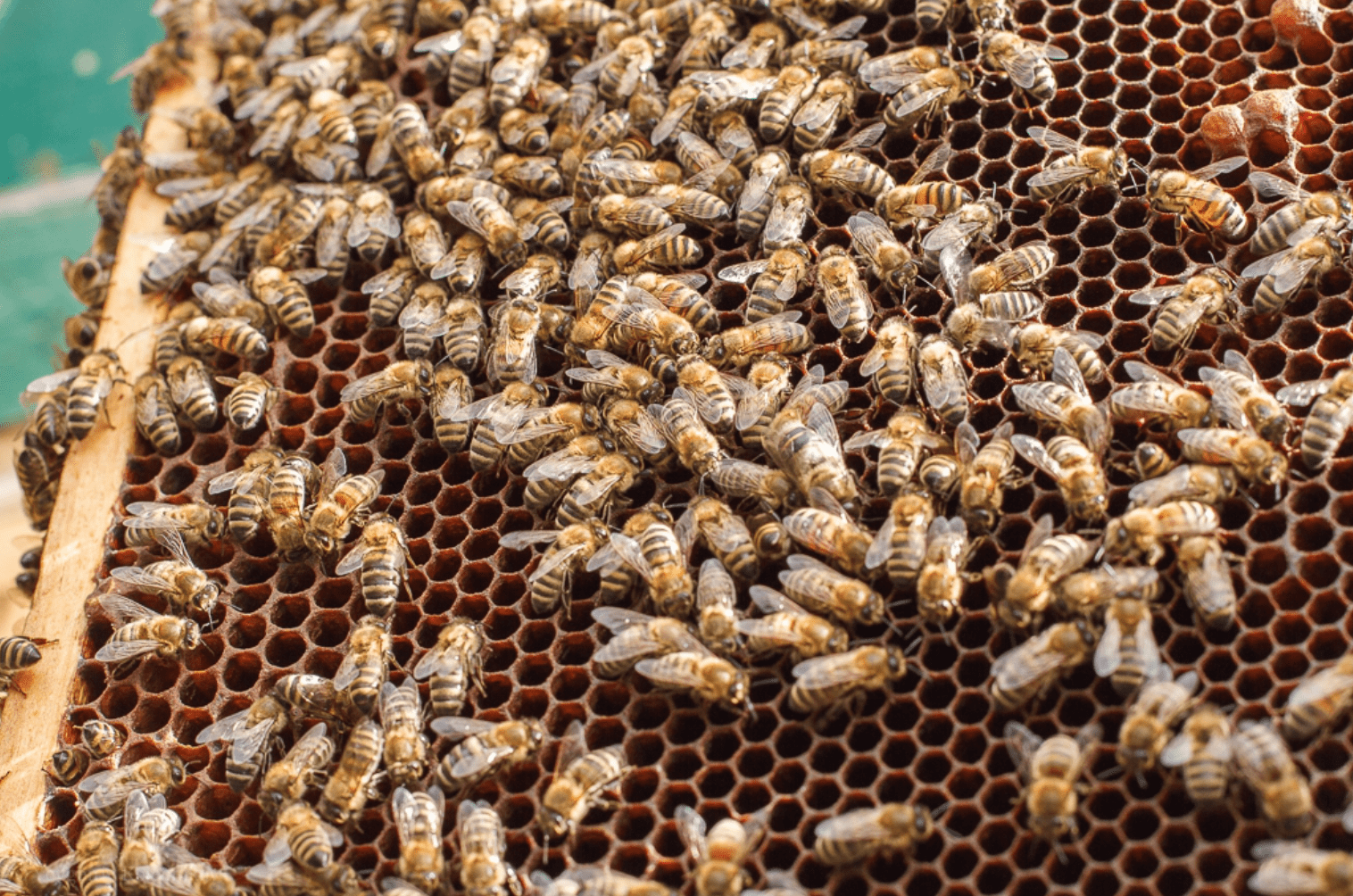 Včelí rodina