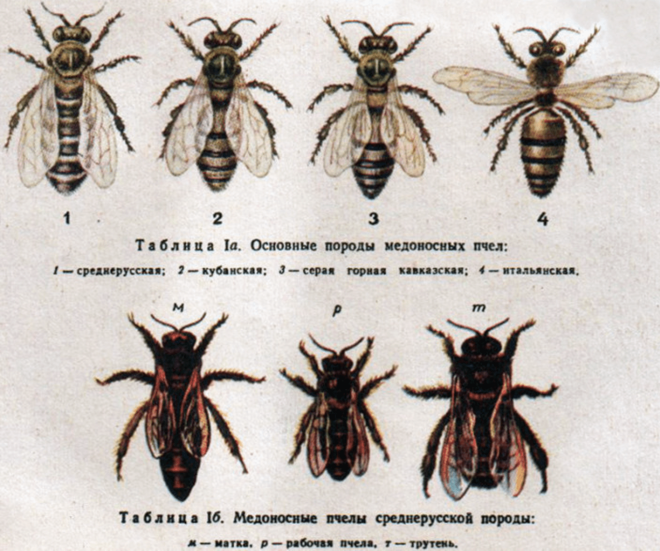 Bee breed