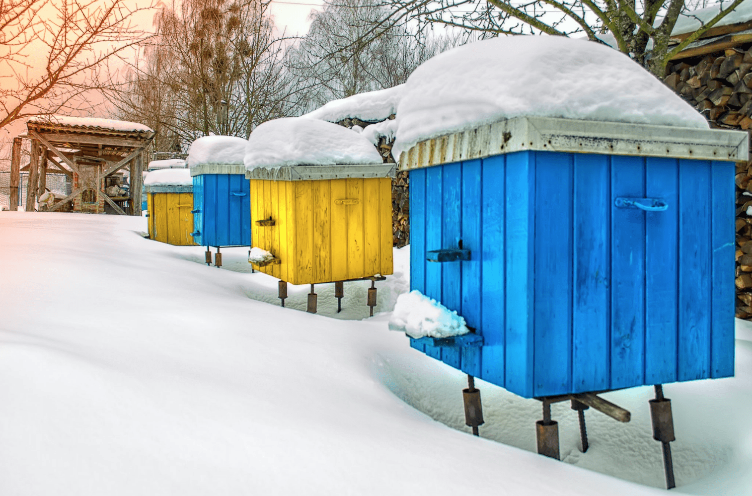 Bienenstöcke im Winter