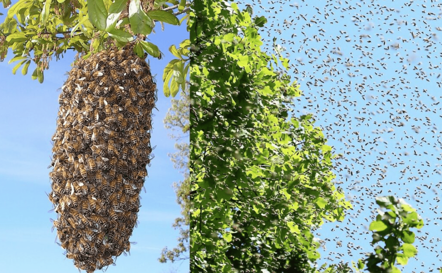 Ројење пчела