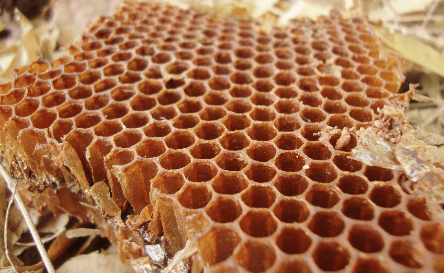 Bienenwabe