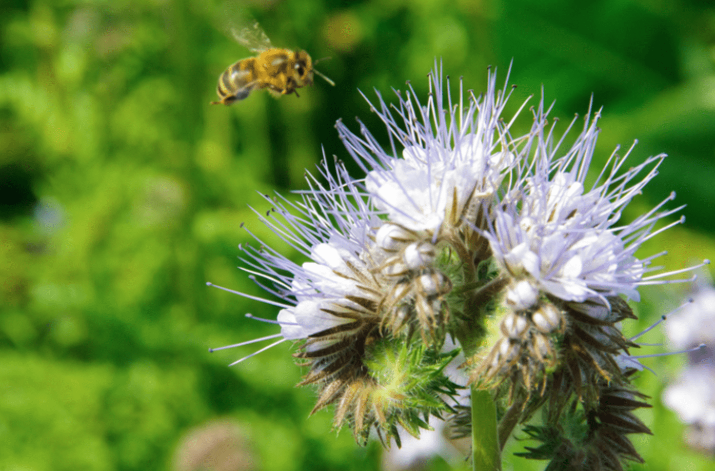 Honey plants