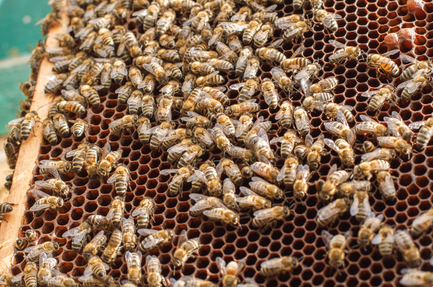 Bienenfamilie