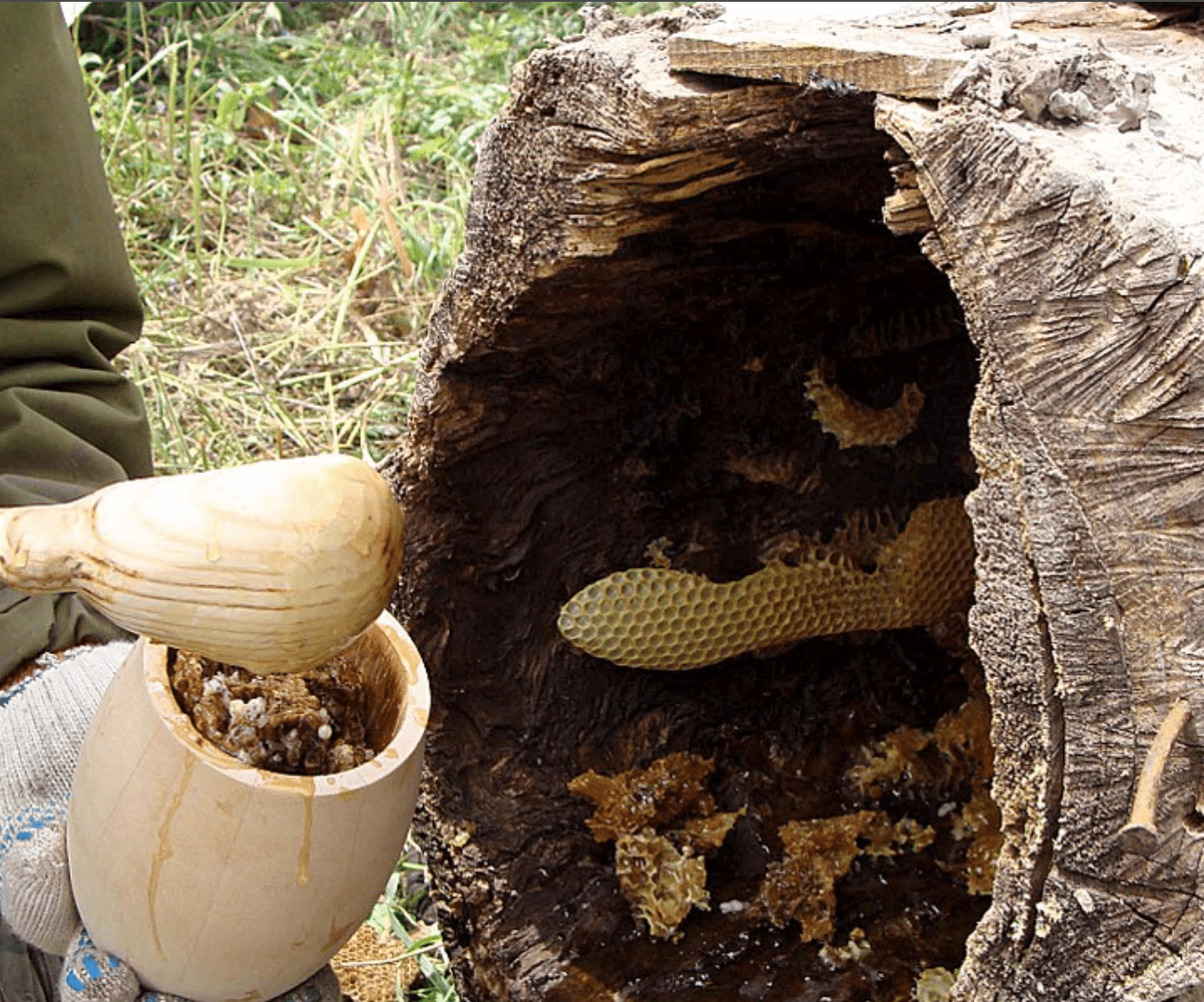 mật ong rừng trên tàu