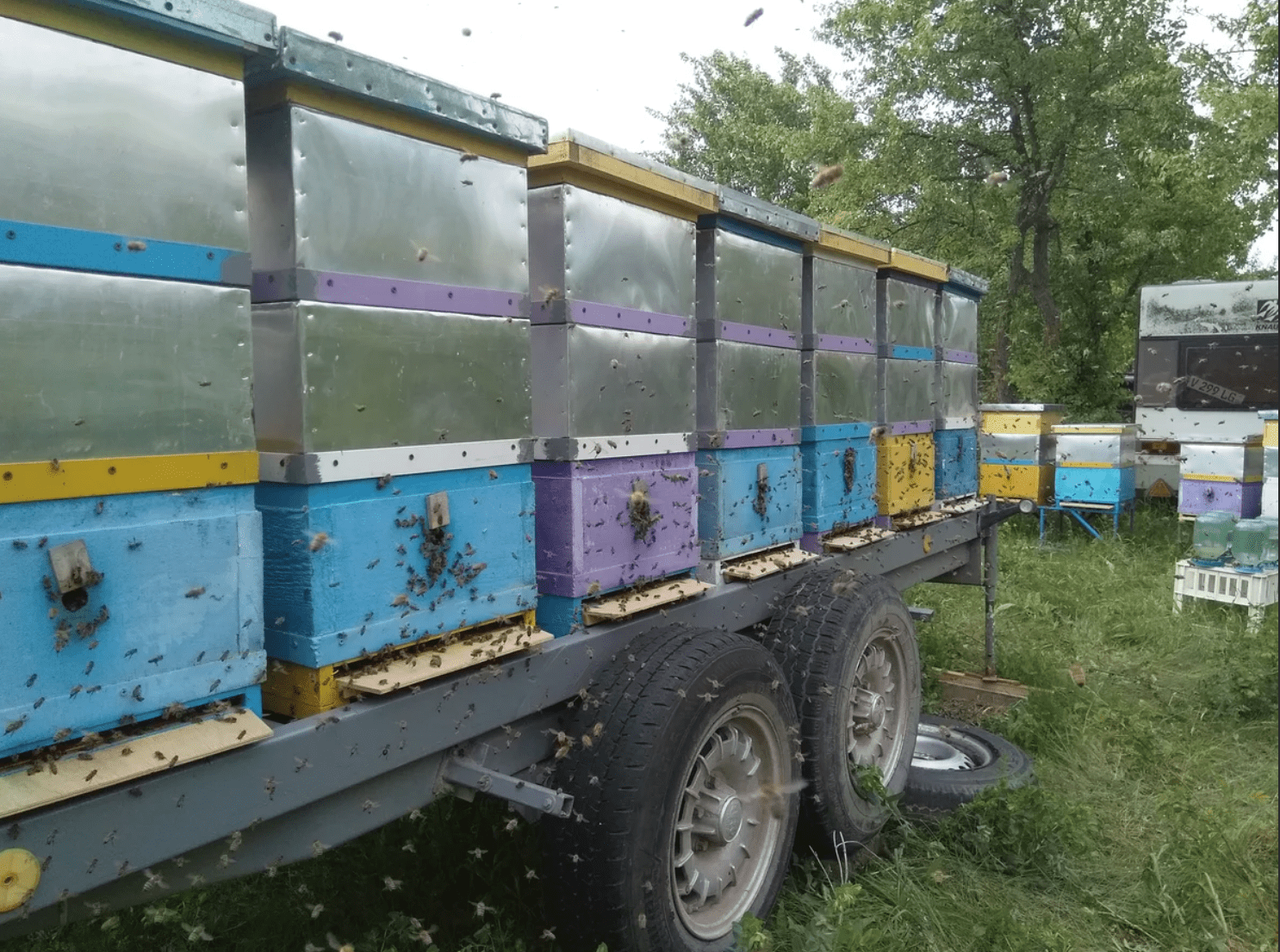 Apiary on wheels photo