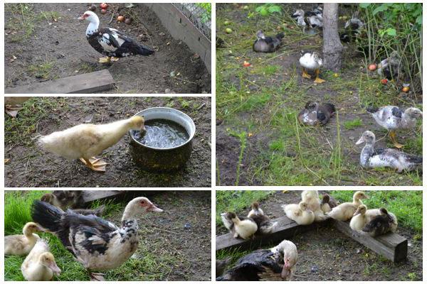 alimentando patinhos