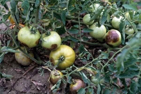 schwarze Tomaten im Garten