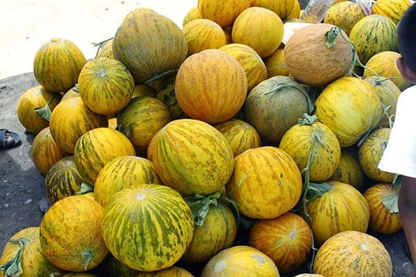 récolte de melons 