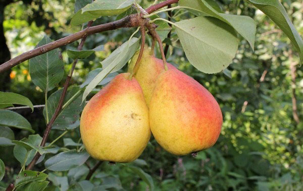 northern pear