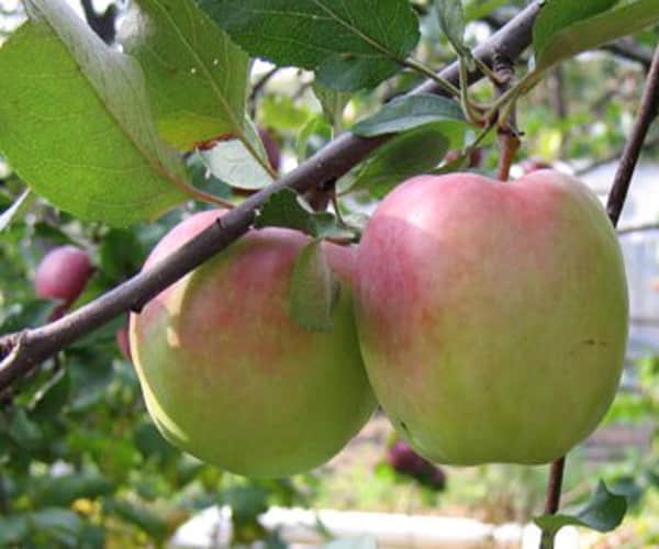 pommier héros du jour