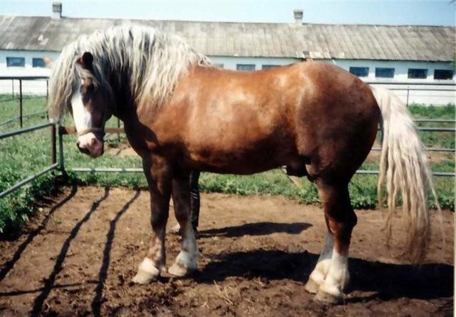 plemeno sovětského tažného koně