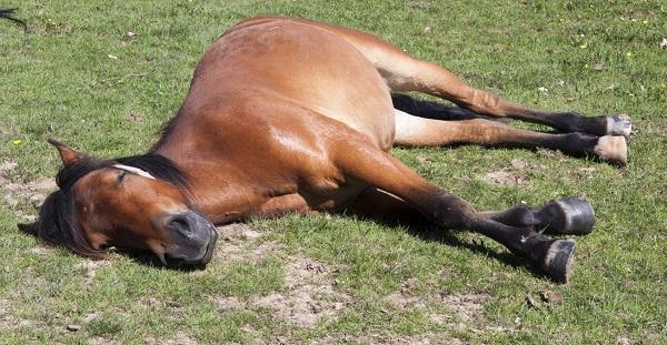 kůň spí