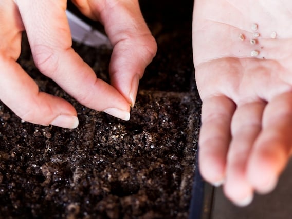 plantando sementes