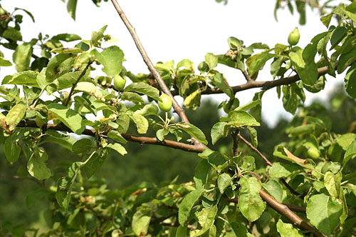 Waarom draagt ​​de appelboom geen vrucht?