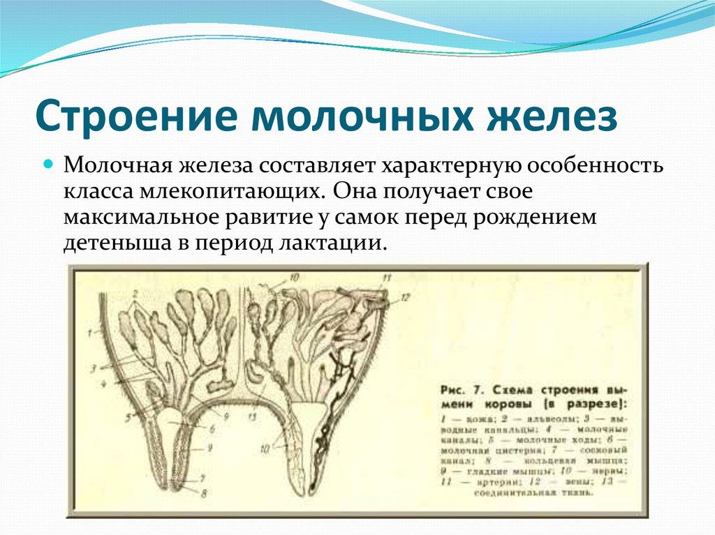 Nerve endings